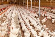 تمامی ظرفیت‌ها برای ساماندهی خرید مرغ مازاد هرمزگان به کار گرفته شد