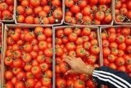 عوارض ۷۰ درصدی صادرات گوجه فرنگی ظرف ۲ روز لغو شد