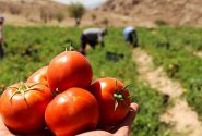 تعرفه ۷٠درصدی عوارض صادرات گوجه فرنگی لغو شد
