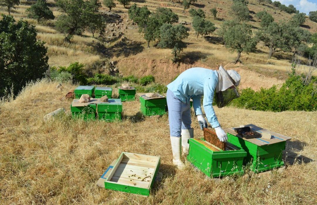 ۶۰ درصد اشتغال هرمزگان غیررسمی است