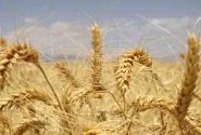 افزایش ۳ برابری کشت محصول استراتژیک گندم در رودان