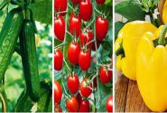 صادرات محصولات گلخانه‌ای هرمزگان به خارج از کشور