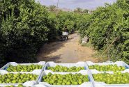 نوسان قیمت‌ها سبب رنج باغداران رودانی شده