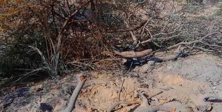 انتقاد امام جمعه بندر پل از قطع درختان بومی