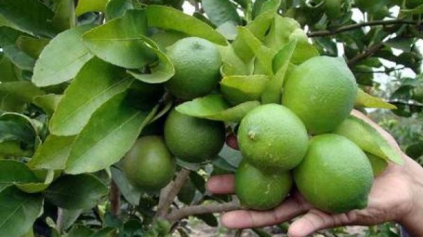 آغاز برداشت نوبرانه لیموترش در شهرستان رودان