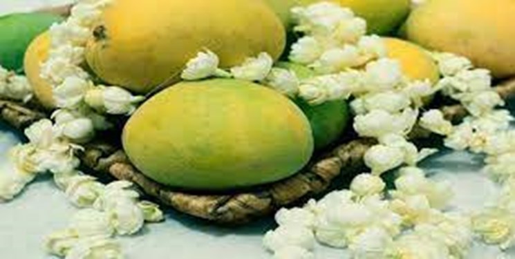 اعلام زمان برپایی جشنواره انبه و یاسمین گل در میناب