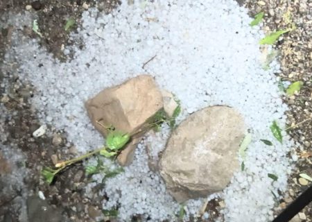 بارش تگرگ در فارغان باعث خسارت به باغات شد
