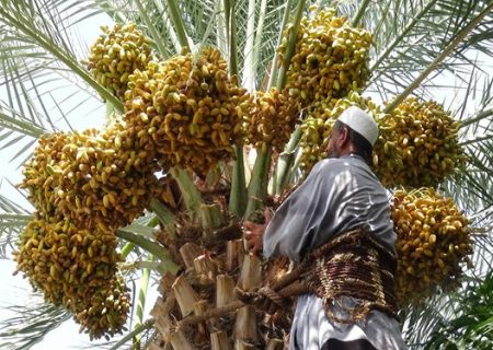 آغاز برداشت رطب در بستک