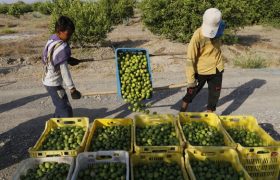 خرید توافقی بیش از ۱۰۰۰ تن لیمو در هرمزگان