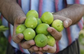 ۱۷ جایگاه عرضه مستقیم لیمو از باغداران هرمزگانی در بندرعباس