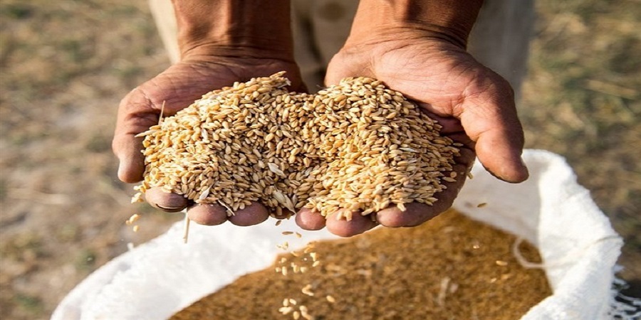 آغاز خرید تضمینی گندم در هرمزگان