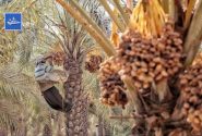 هدیه شیرین رودان به جبهه مقاومت