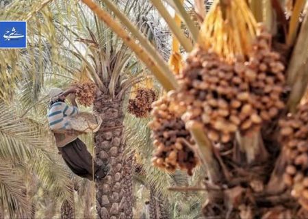 هدیه شیرین رودان به جبهه مقاومت