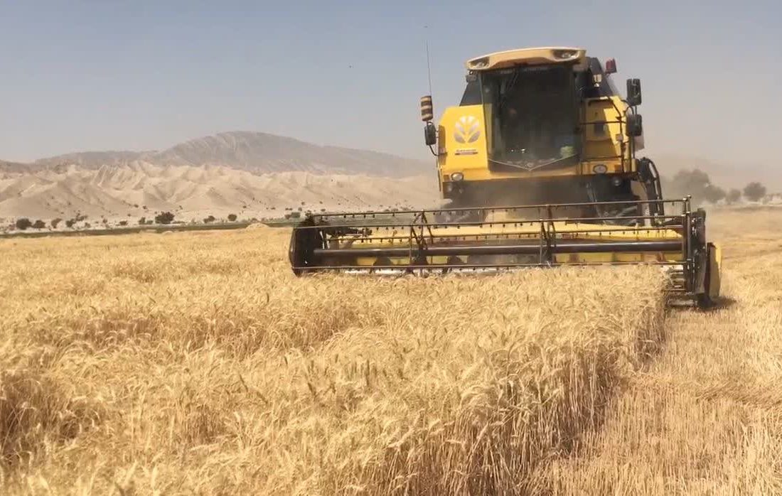 آغاز برداشت گندم از ۴۵۰ هکتار مزارع شهرستان بستک