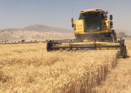 آغاز برداشت گندم از ۴۵۰ هکتار مزارع شهرستان بستک