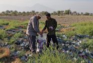 آغاز برداشت کلم برگ از اراضی کشاورزی بخش شمیل بندرعباس