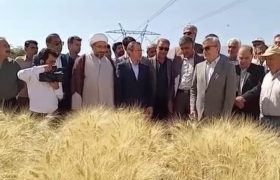 پیش‌بینی تولید بیش از ۱۱ میلیون تن گندم در کشور