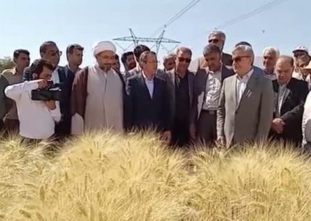 پیش‌بینی تولید بیش از ۱۱ میلیون تن گندم در کشور