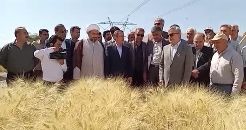پیش‌بینی تولید بیش از ۱۱ میلیون تن گندم در کشور
