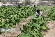 اختصاص ۱۰۰۰ هکتاراز مزارع بندرلنگه به  کشت تنباکو