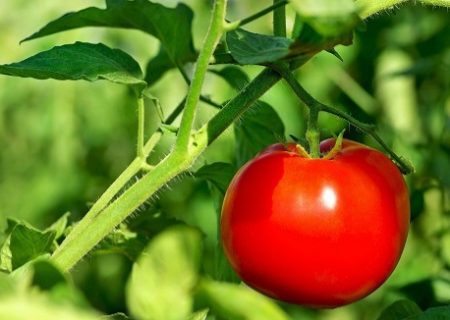 آغاز کشت گوجه‌فرنگی در ۸۰۰ هکتار از اراضی کشاورزی شهرستان سیریک